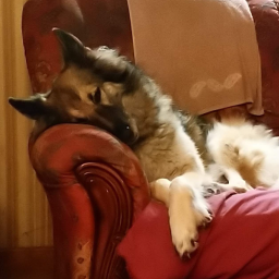 Sam